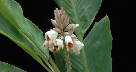 Alpinia kwangsiensis