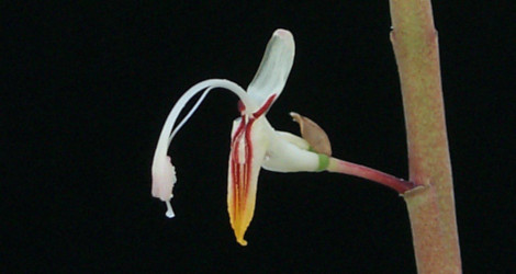 Alpinia maclurei