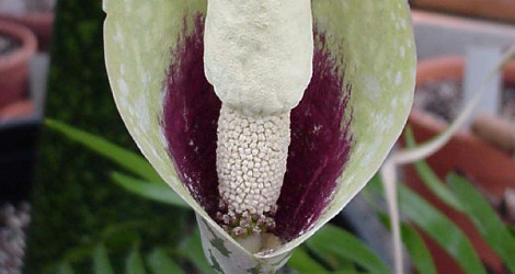 Amorphophallus dunnii