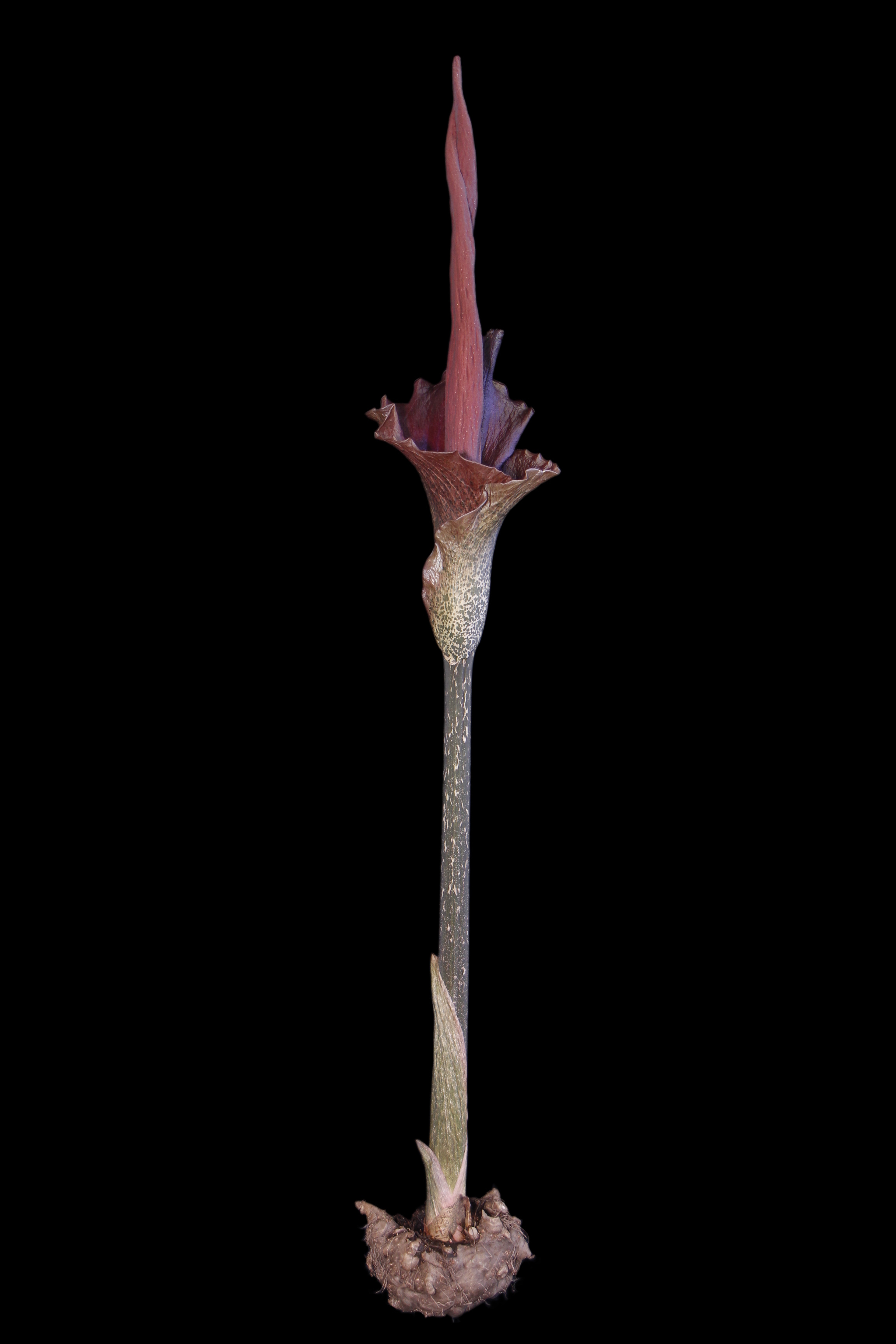 Amorphophallus konjac with corm