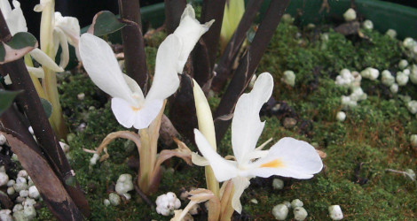 Haniffia albiflora