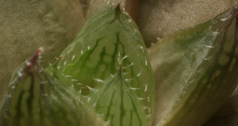 Haworthia cymbiformis