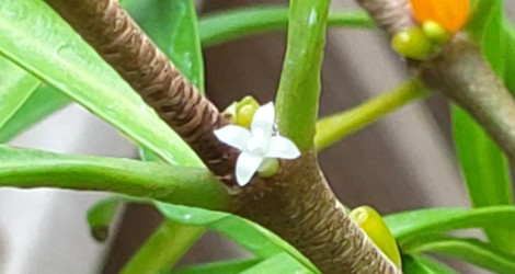 Hydnophytum puffii