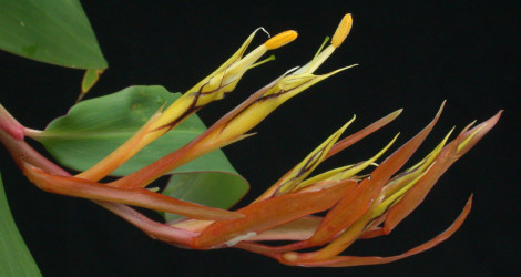 Rhynchanthus longiflorus